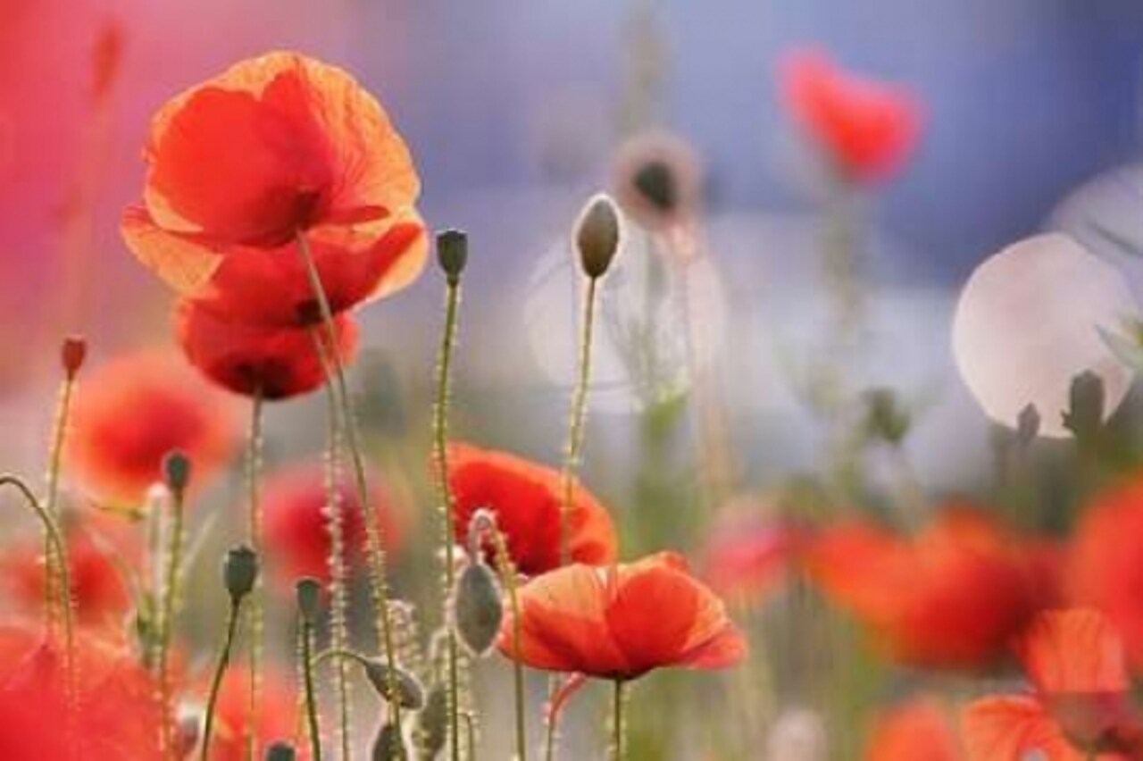 Poppy Delight Poster Print by Roeselien Raimond - Item # VARPDXR1121D